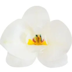 Orchidees Blanches Azyme (X10)>Cerf Dellier Sale
