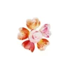 Rose Decor Nuance Aerographe (X72)>Cerf Dellier New